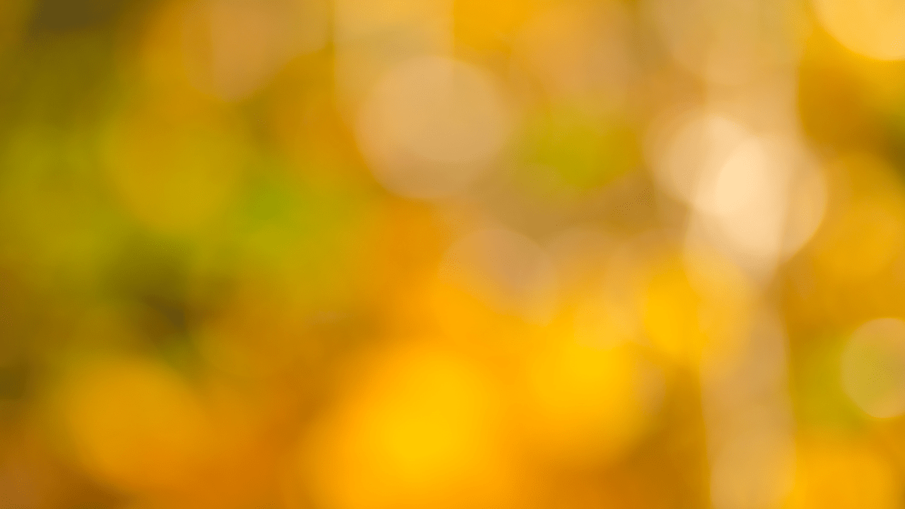 Semi Annual Fall Sale 2025 - Bio Seaweed Gel USA